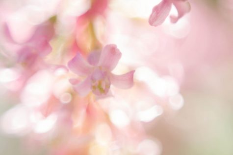 Spring into the Sun